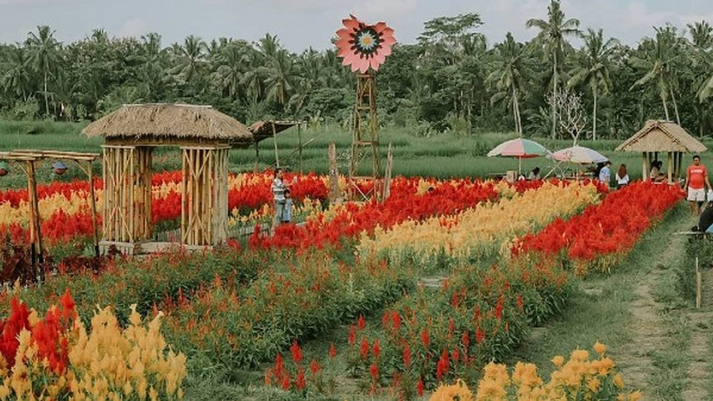 Belayu Florist Agro Tourism Instagramable Holiday Destination With 