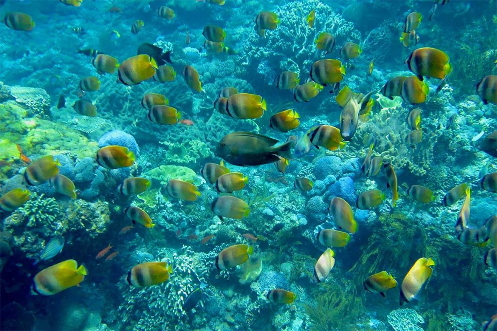 Gamat Bay Marine Life
