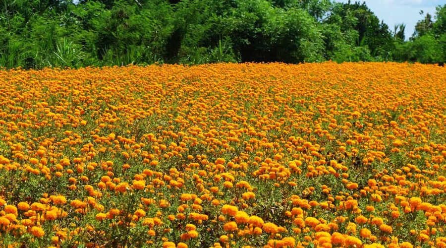 Bali Marigold Fields