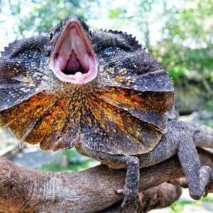 Bali Reptile Overseas