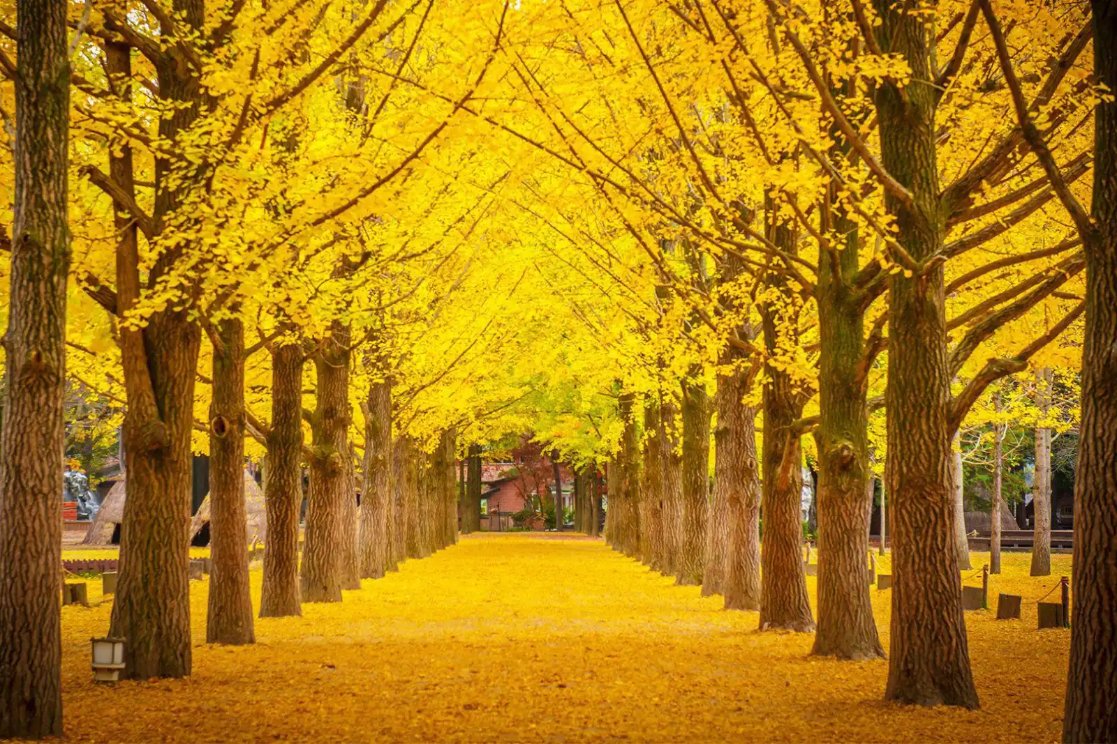 Incheon - Nami Island - Seoul